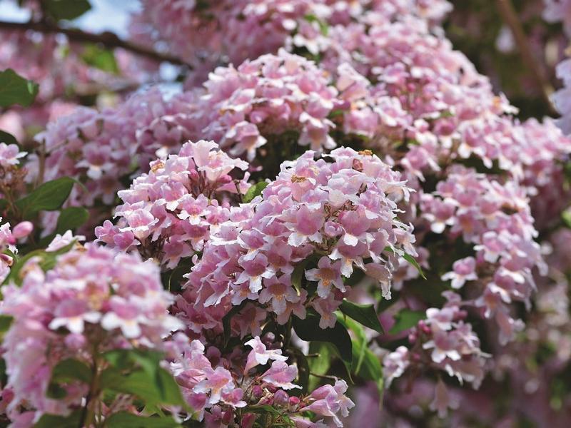 Rosa Weigelie mit einer Vielzahl kleiner weiß-rosafarbener Blüten