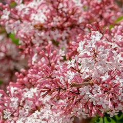 Zweig des Zwerg Duftflieders mit vielen rosa-pinken und weißen kleinen Blüten und Knospen