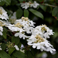 silber-weiße Blüten des Zwergschneeballs mit blassgelben Knospen, die in Dolden zusammenstehen, ovale grüne Blätter