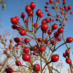 Viele kleine, leuchtend rote Hagebutten der Vielblütigen Rose vor blauem Himmel
