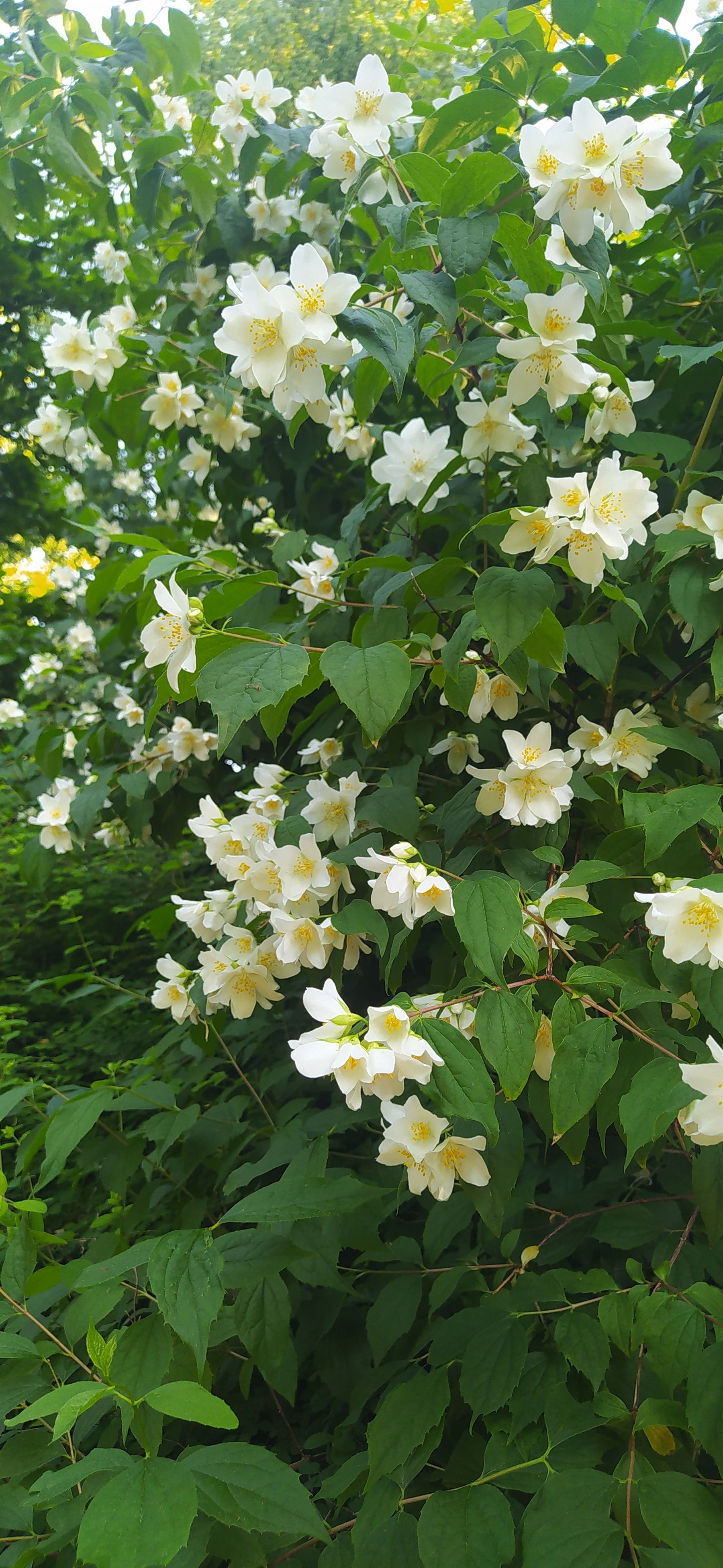 Duftjasmin Strauch mit grünen Blättern und vielen weiß-gelben Blüten in der Sonne