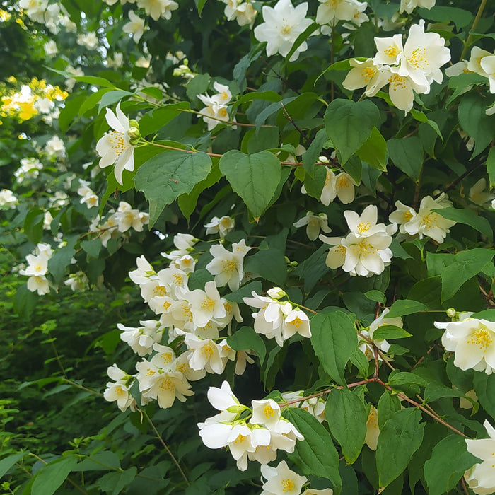 Duftjasmin Strauch mit grünen Blättern und vielen weiß-gelben Blüten in der Sonne