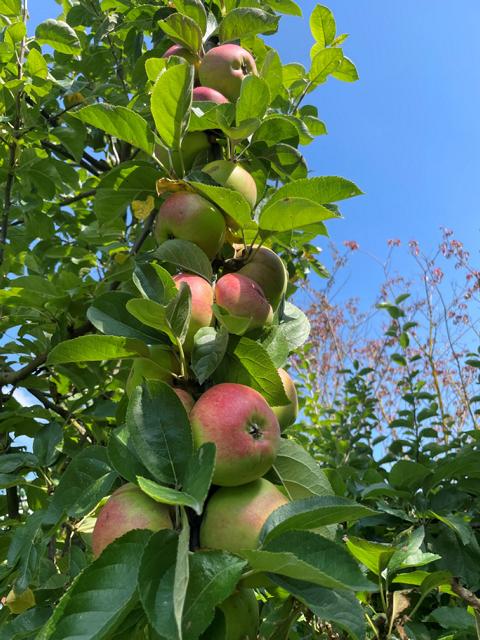 Der Apfel Familienbaum: Ein Geschenk, das mitwächst