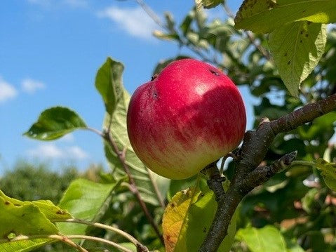 Apfelbaum mit reifen Äpfeln