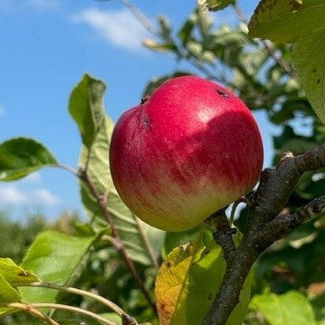 Apfelbaum mit reifen Äpfeln
