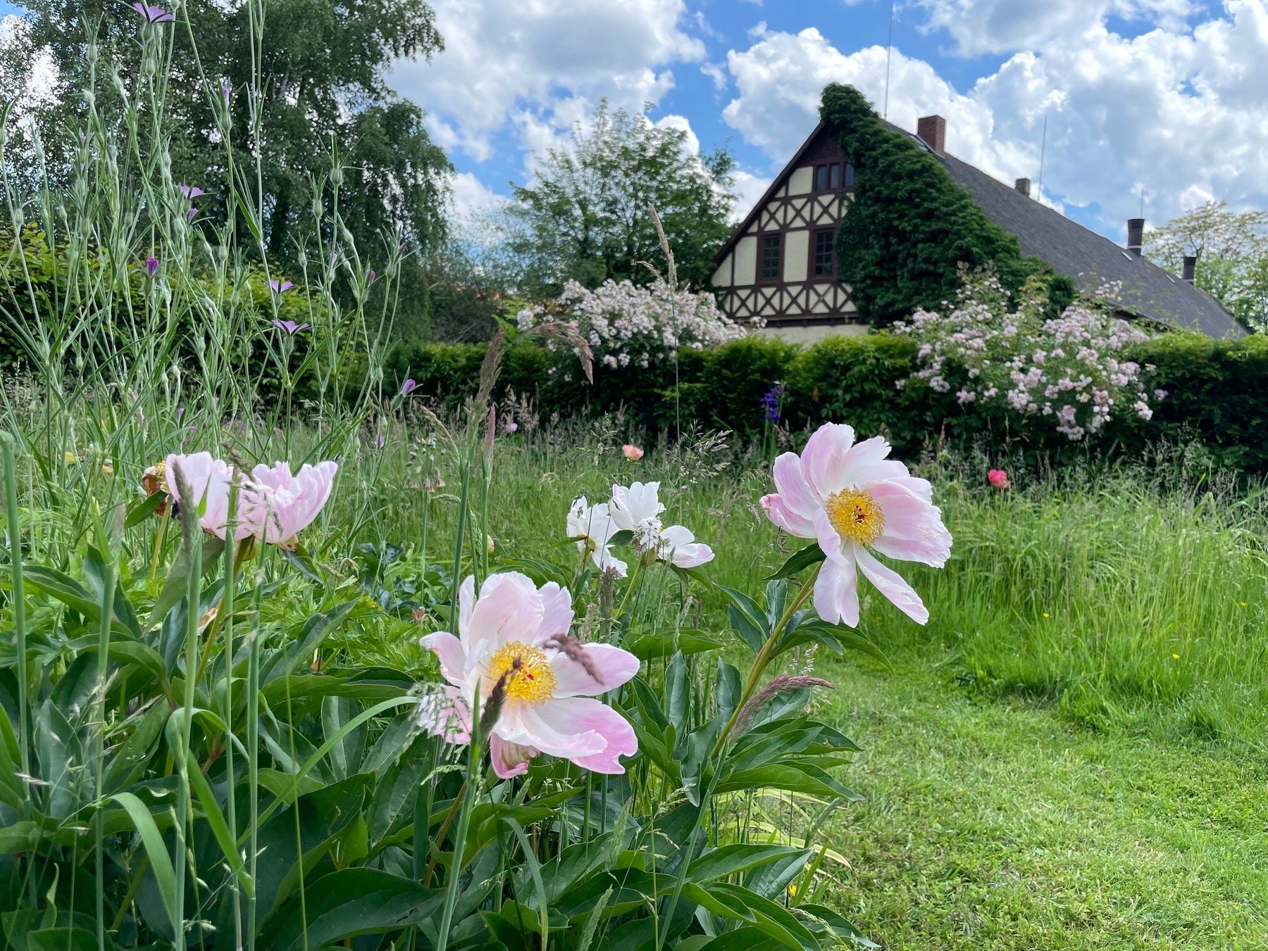 Weiße Blumen in einem Garten vor einem Haus