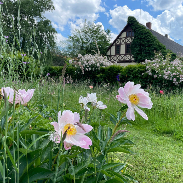 Weiße Blumen in einem Garten vor einem Haus