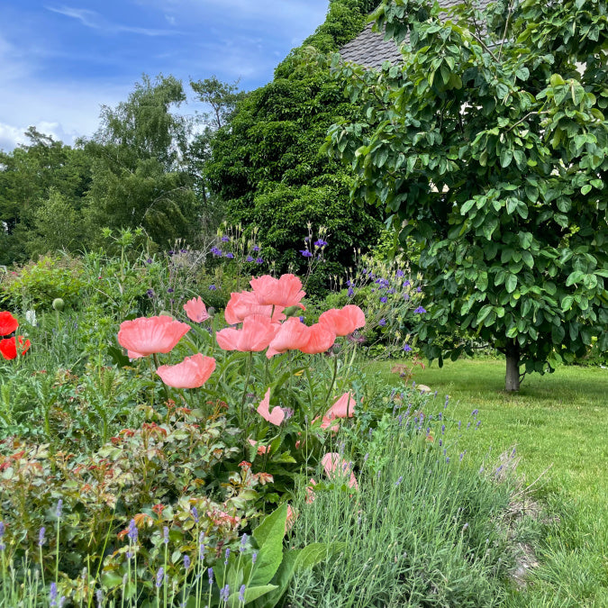 Ein schöner Garten mit Stauden, einem Baum, Rasenflächen und Klatschmohn