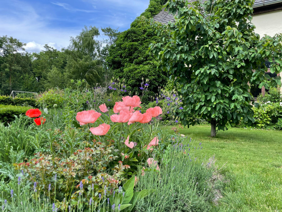 Ein schöner Garten mit Stauden, einem Baum, Rasenflächen und Klatschmohn