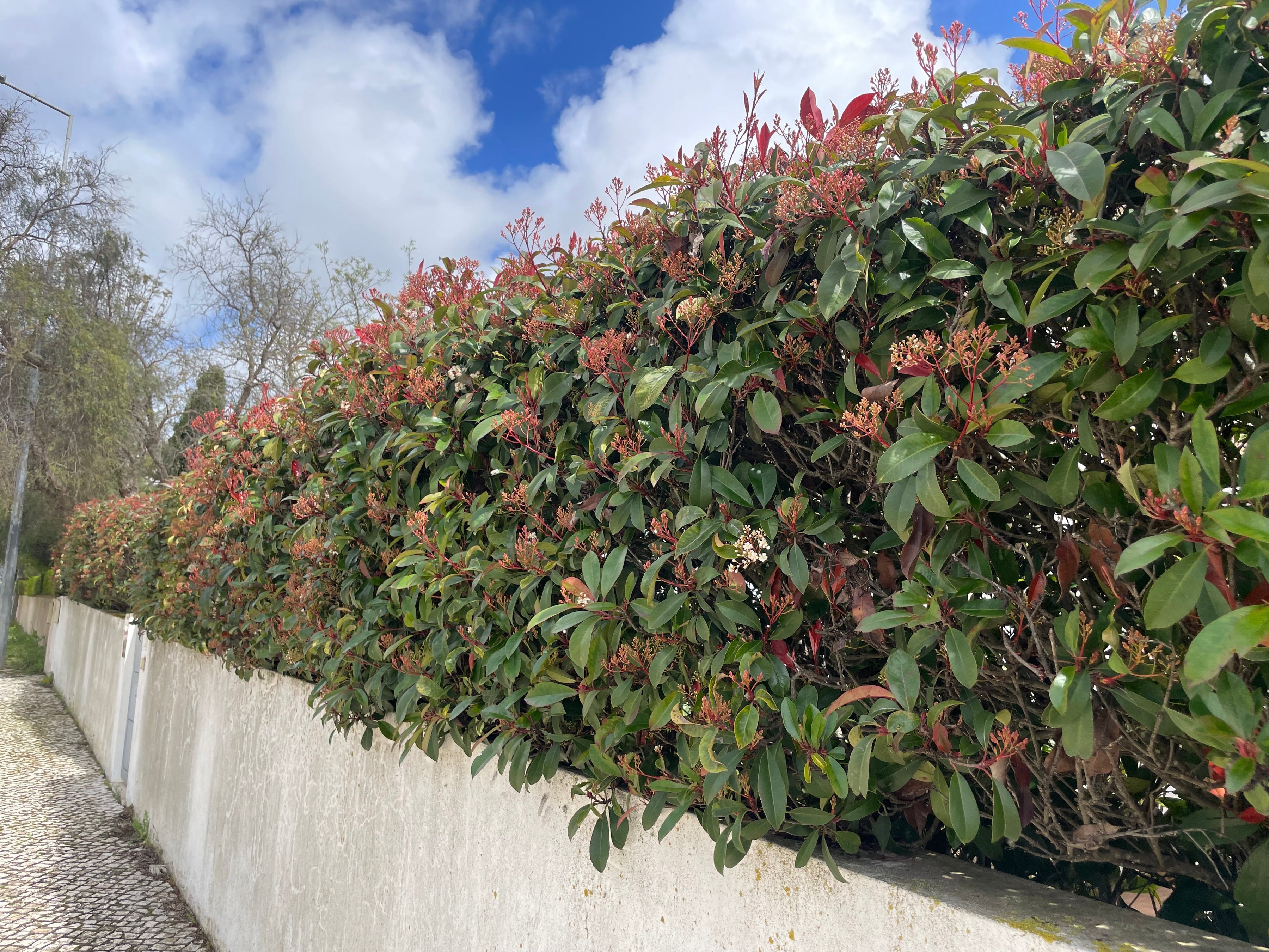 Die besten Alternativen zu Kirschlorbeer und Thuja Heckenpflanzen für
