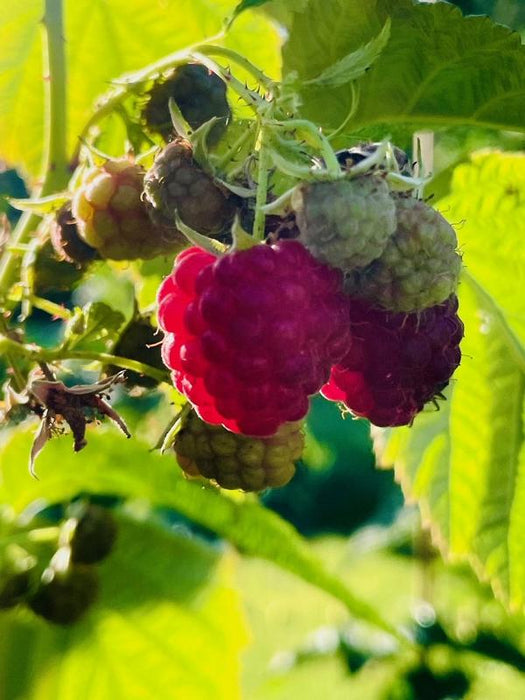 Mehrere rote und grüne Himbeeren mit Blättern