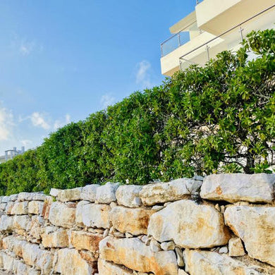 Die perfekte Hecke planen: So geht's!