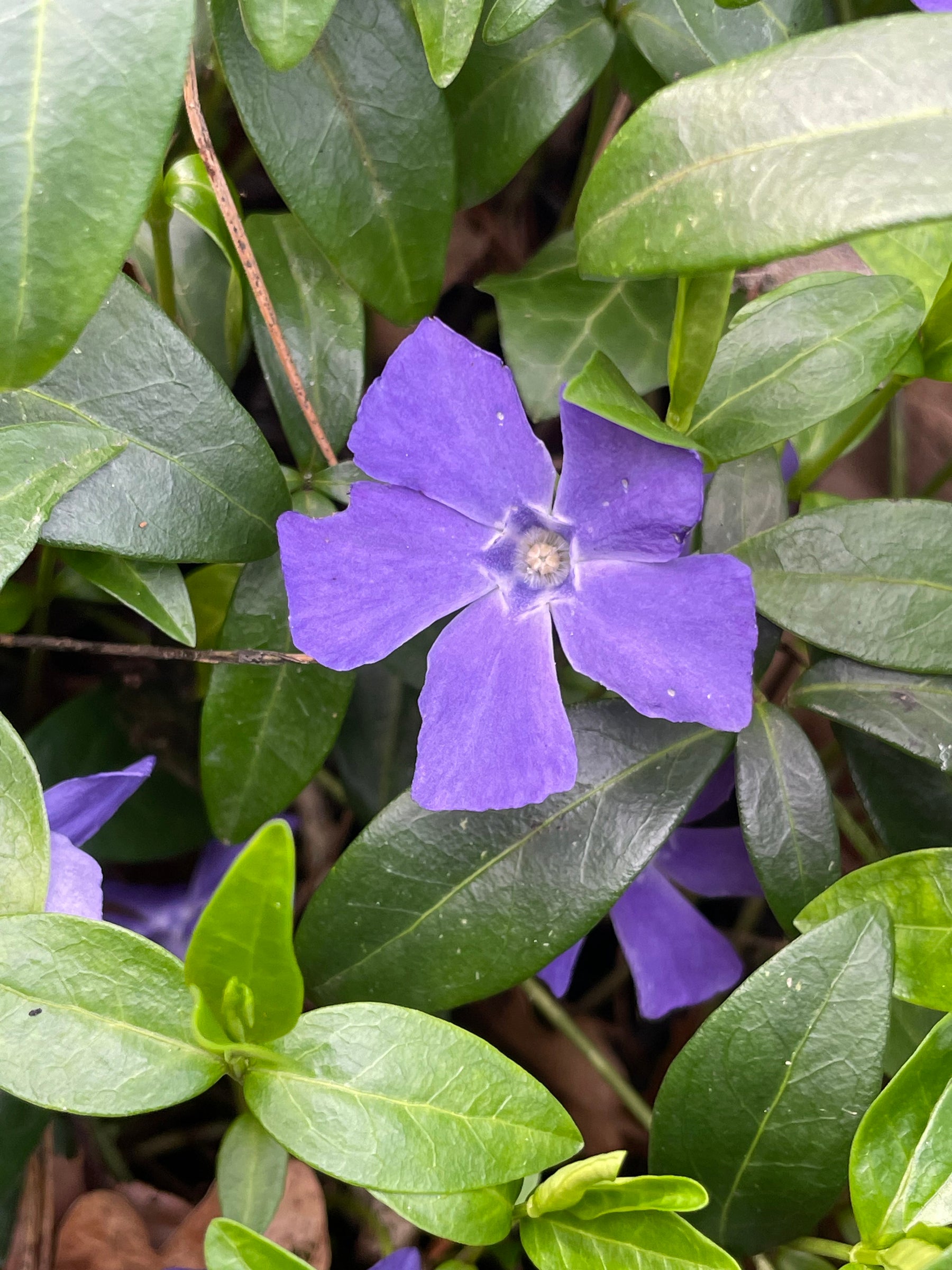 Blaue Blüte des kleinen Immergrüns mit dunkelgrünen Blättern von oben fotografiert