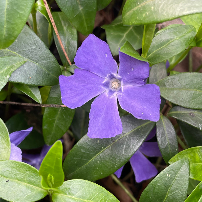 Blaue Blüte des kleinen Immergrüns mit dunkelgrünen Blättern von oben fotografiert