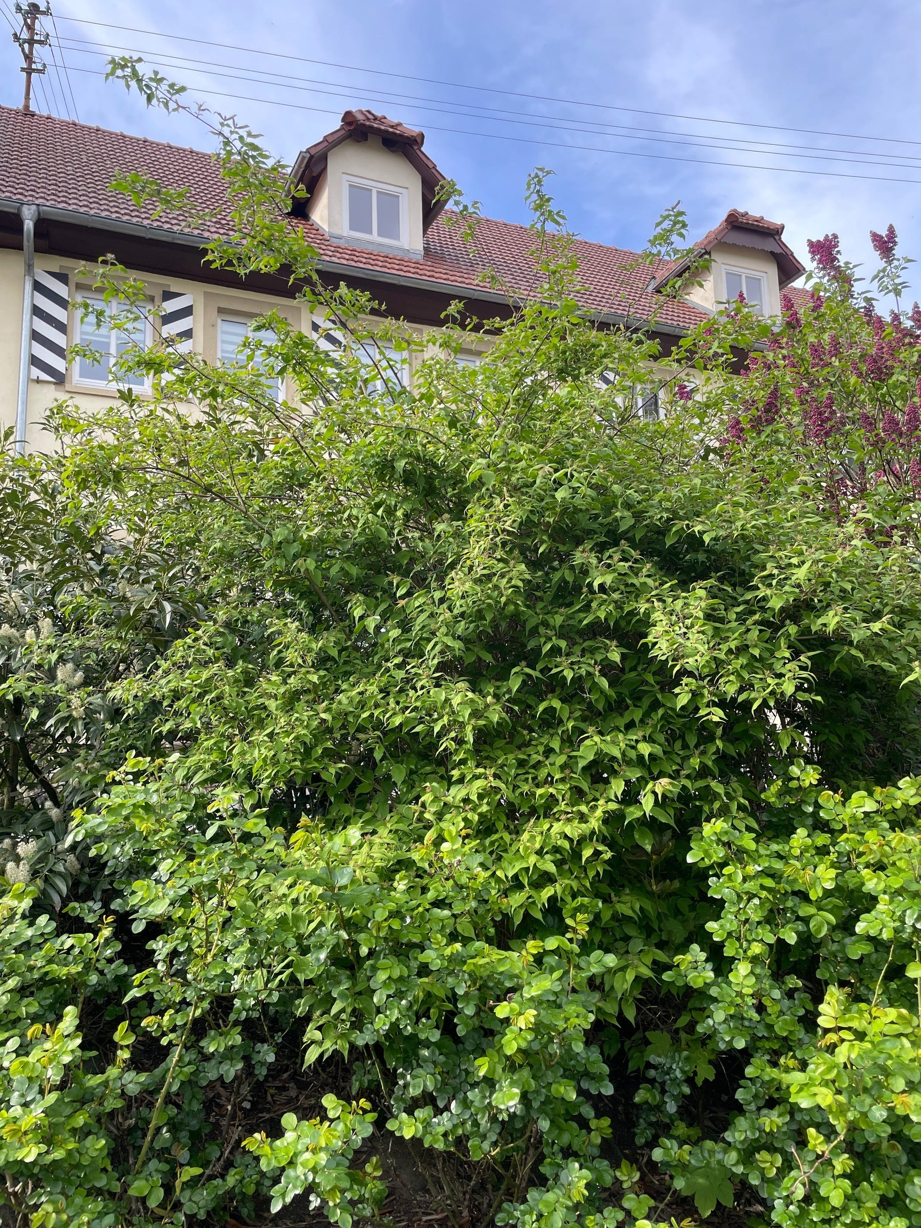 Perlmuttstrauch (Kolkwitzia amabilis) im Garten: pflegeleicht & blühfreudig