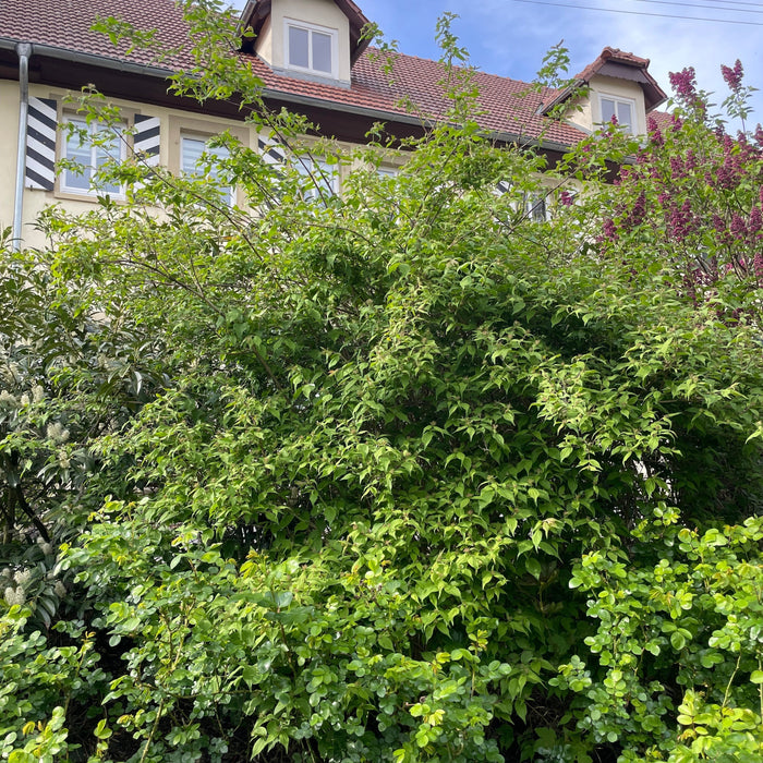 Perlmuttstrauch (Kolkwitzia amabilis) im Garten: pflegeleicht & blühfreudig