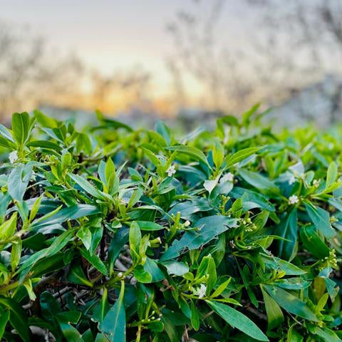 Grüne Blätter einer Hecke aus Kirschlorbeer vor einem Sonnenuntergang