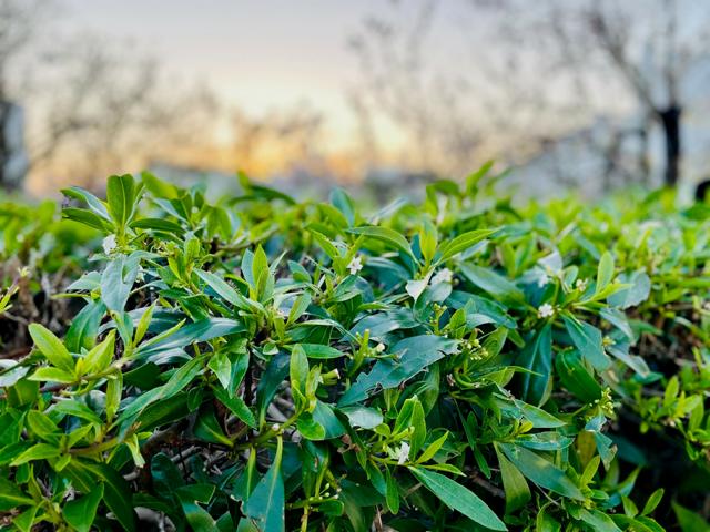 Grüne Blätter einer Hecke aus Kirschlorbeer vor einem Sonnenuntergang