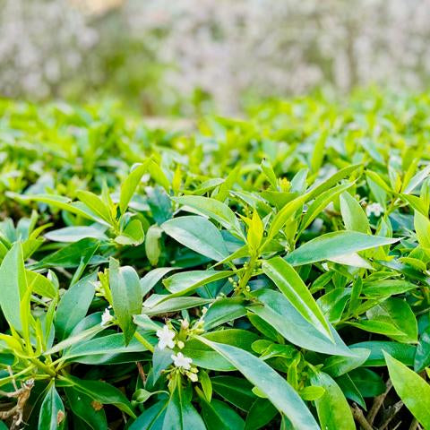 Schmale grüne Blätter einer Kirschlorbeer Hecke