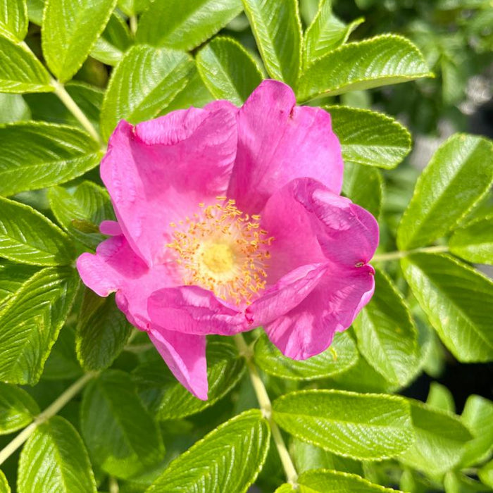 Pinke Blüte einer Apfelrose im Sonnenlicht