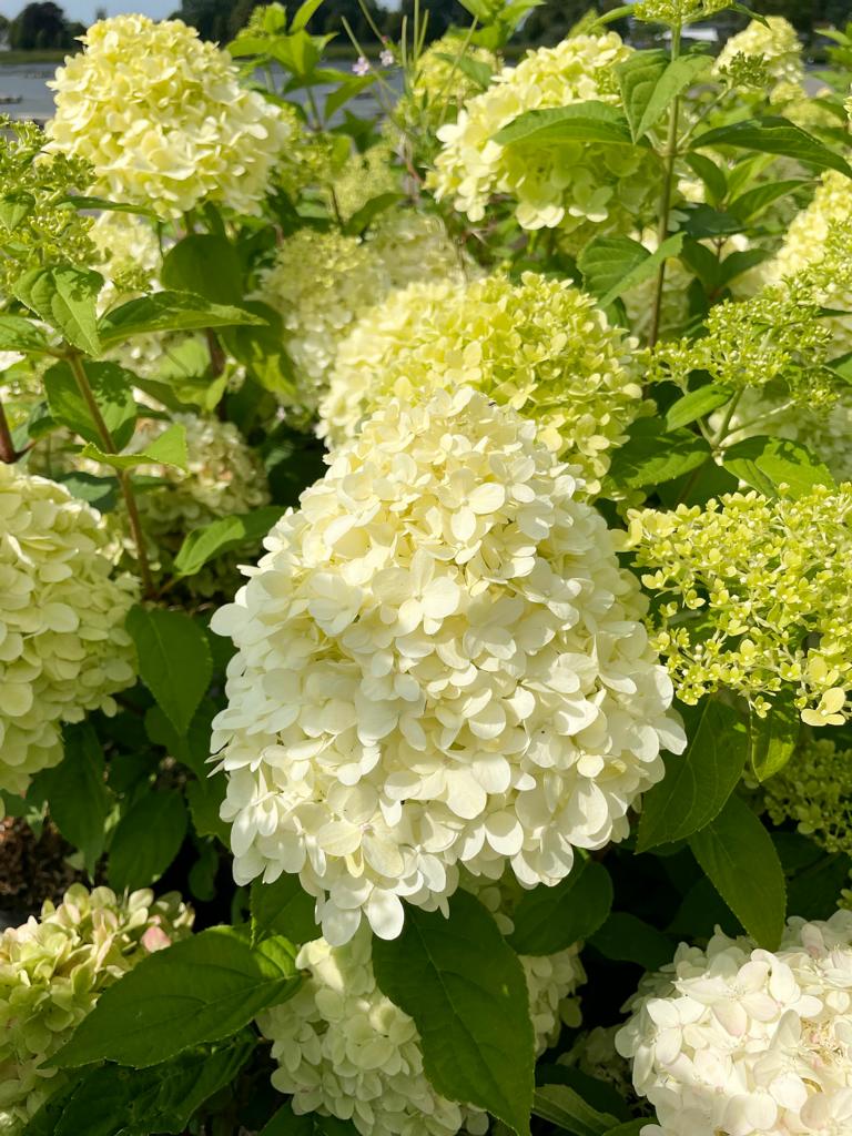 Blühende Rispenhortensie im Beet