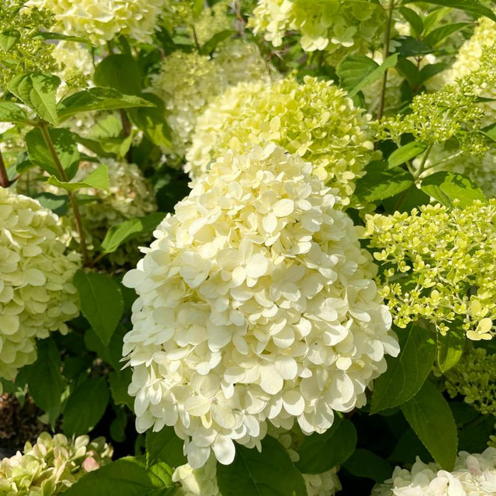 Blühende Rispenhortensie im Beet