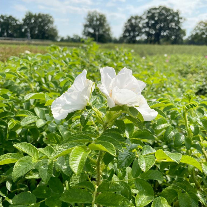 weiße blüten der apfelrose mit grünen Blättern in Landschaft vor blauem Himmel