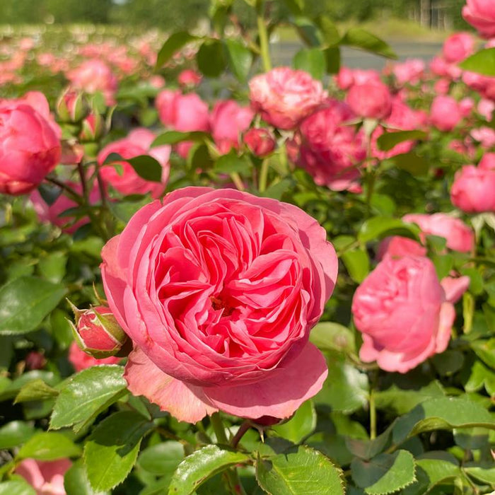 Rose 'Red Leonardo da Vinci' in Blüte