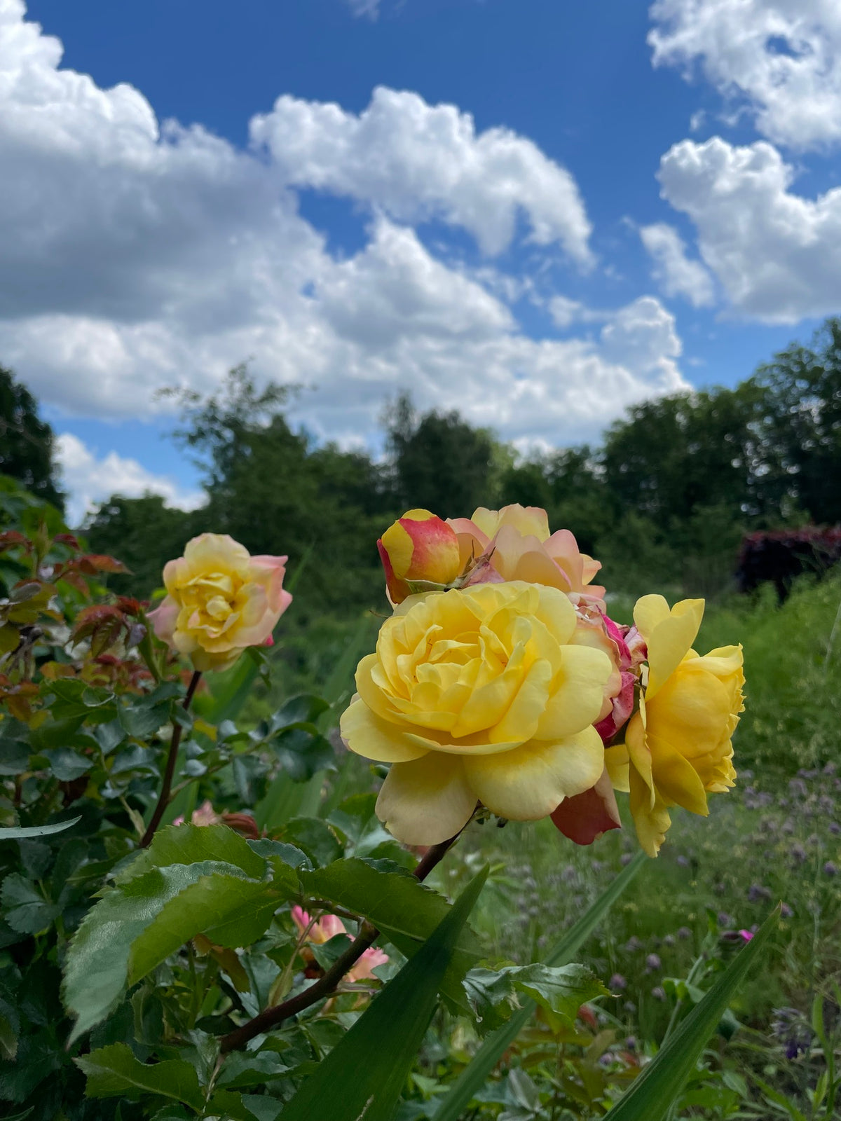 Gelbe Rosen vor blauem Himmel in einer Gartenumgebung