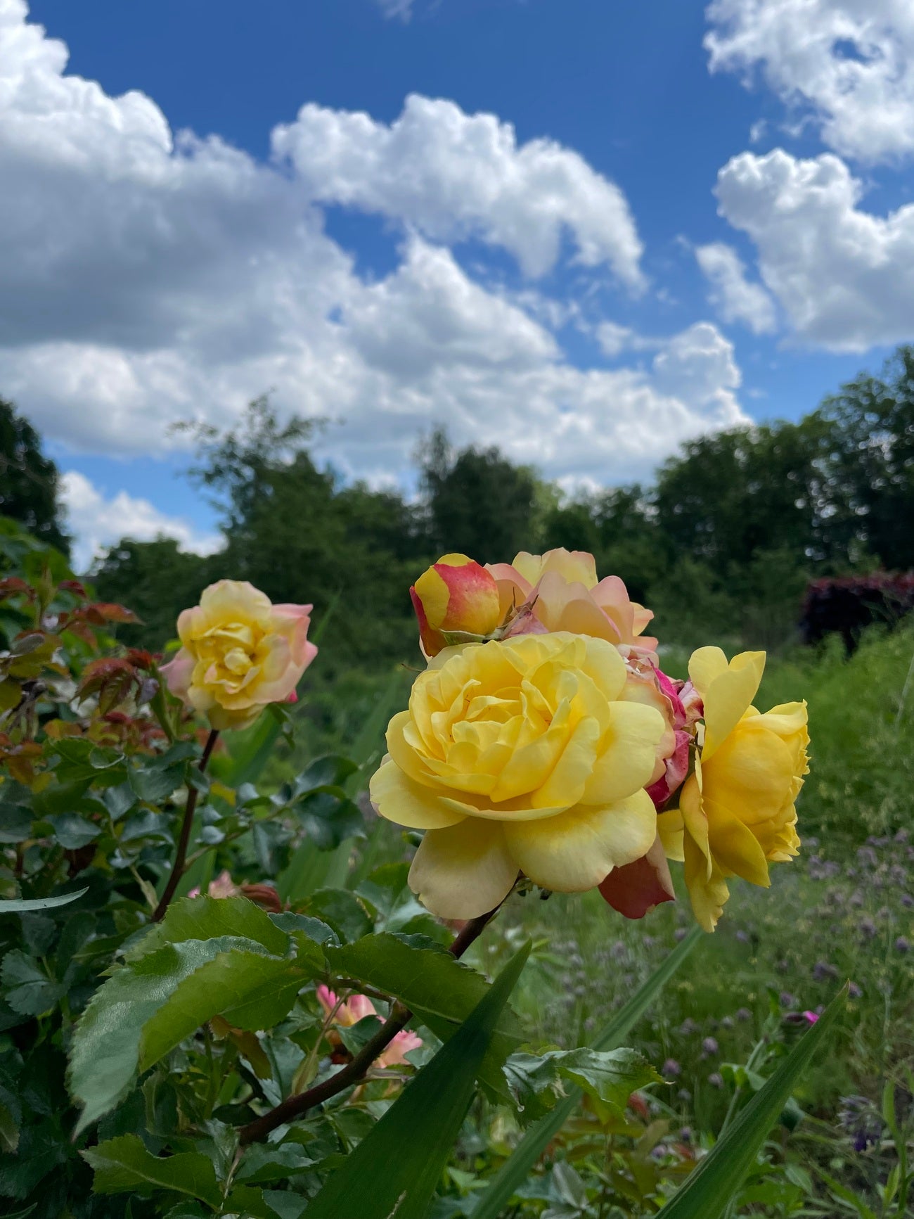 Gelbe Rosen vor blauem Himmel in einer Gartenumgebung