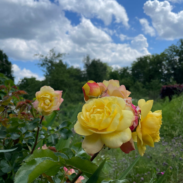 Gelbe Rosen vor blauem Himmel in einer Gartenumgebung