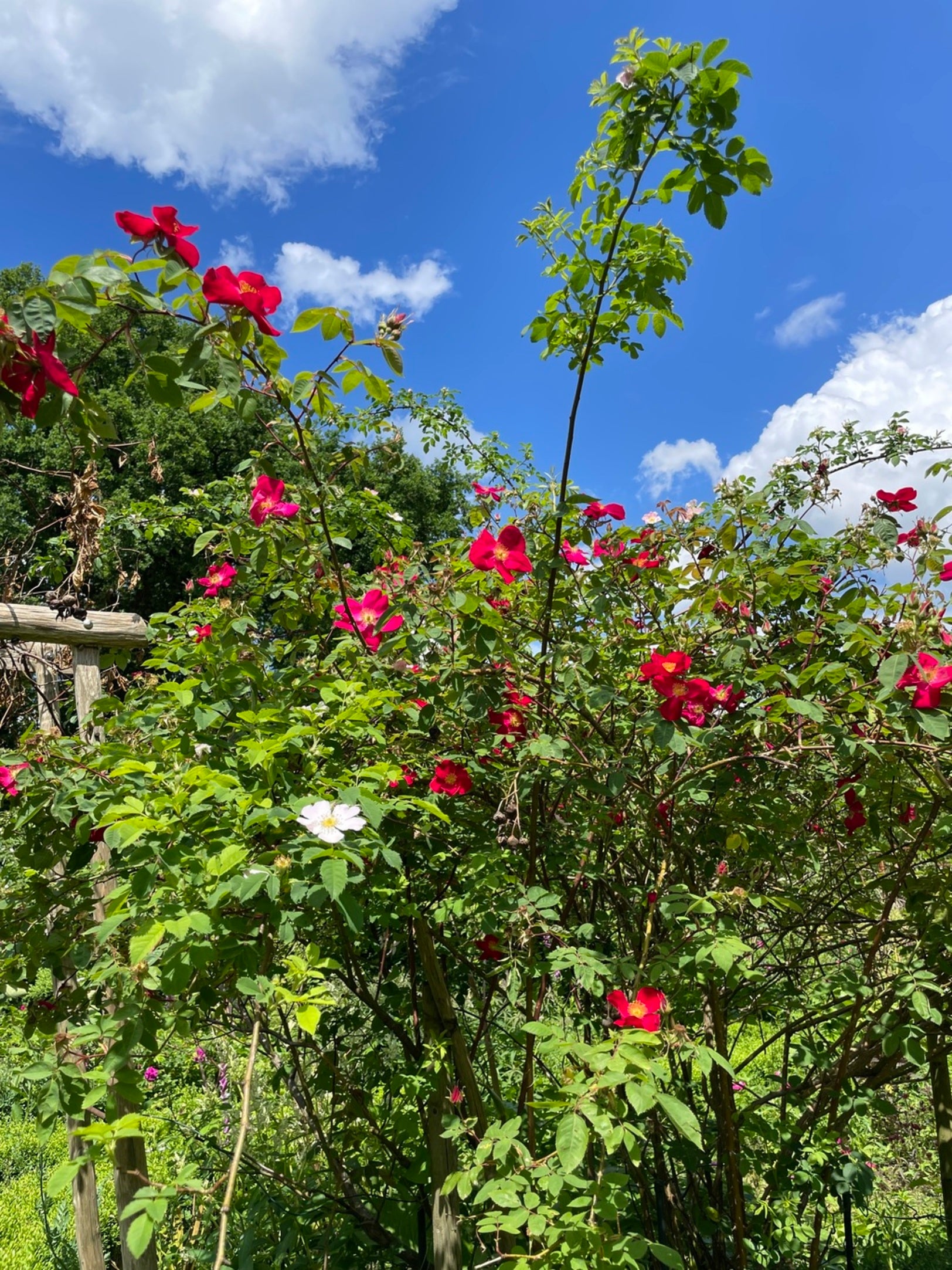 roter Rosenstrauch in Gartenumgebung