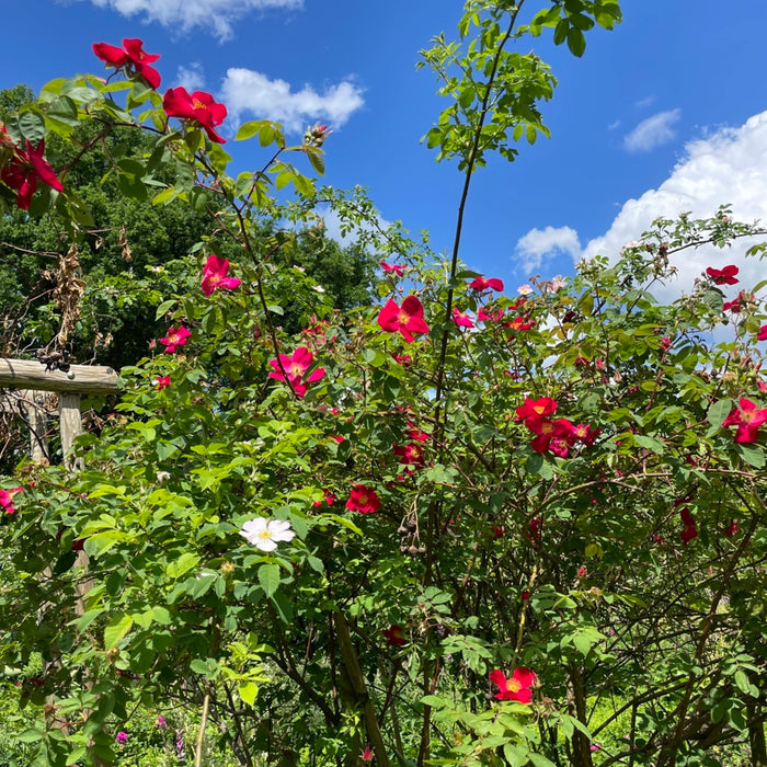 roter Rosenstrauch in Gartenumgebung