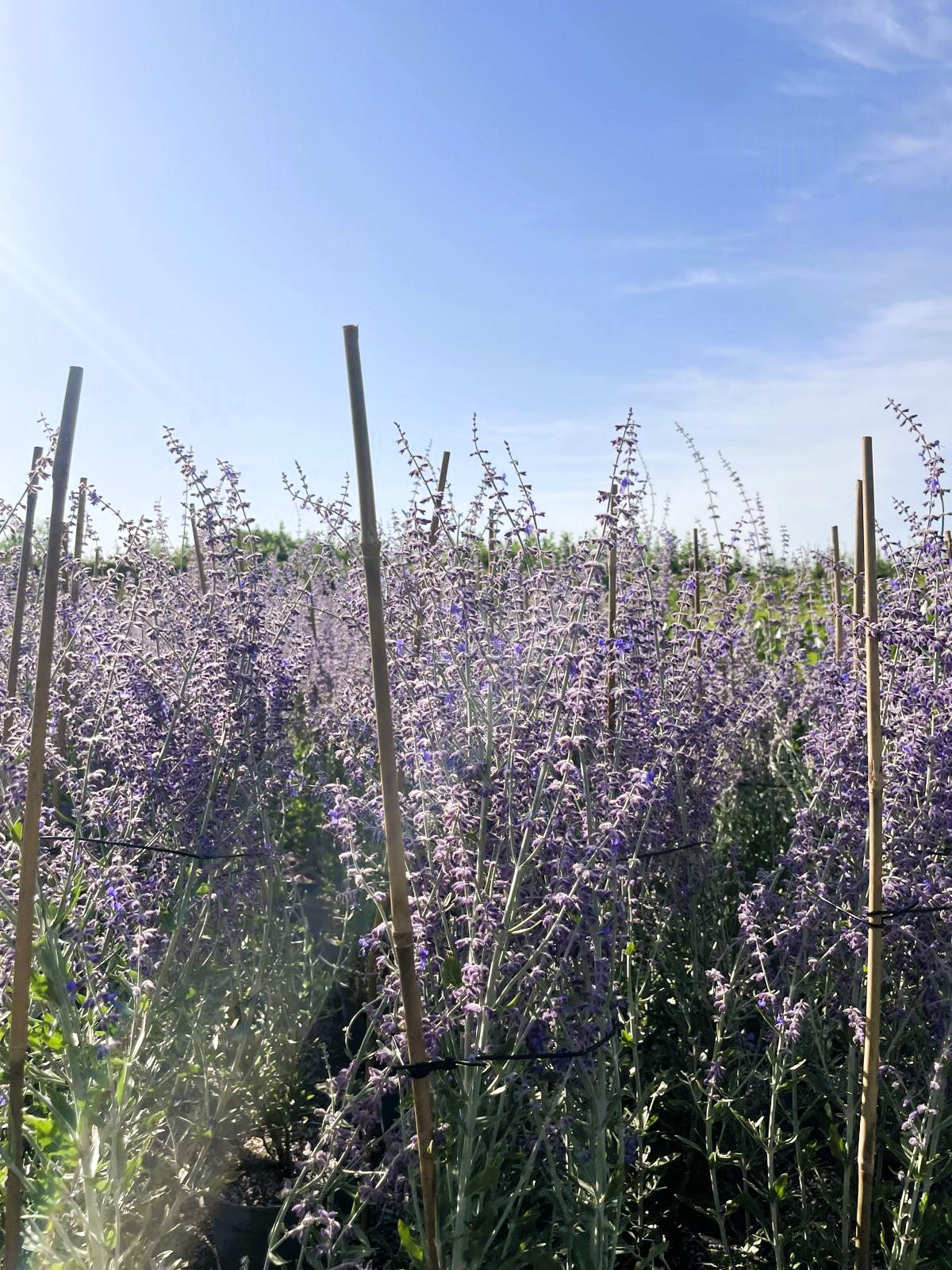 Blau-lila Blüten einer Blauraute in der Sonne vor blauem Himmel