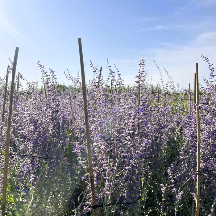 Blau-lila Blüten einer Blauraute in der Sonne vor blauem Himmel