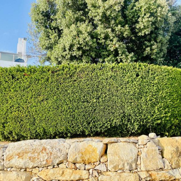 Hecke aus Thuja 'Smaragd'