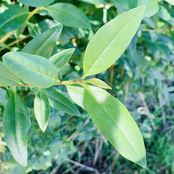 Klimagehölze: Robuste Sträucher für trockene Sommer und Gärten im Wandel