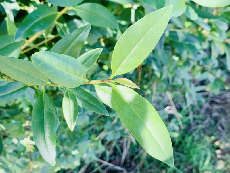 Klimagehölze: Robuste Sträucher für trockene Sommer und Gärten im Wandel