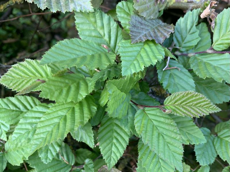 Hainbuche mit frischem Laub