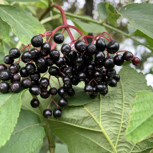 13 Sträucher für lehmige Böden