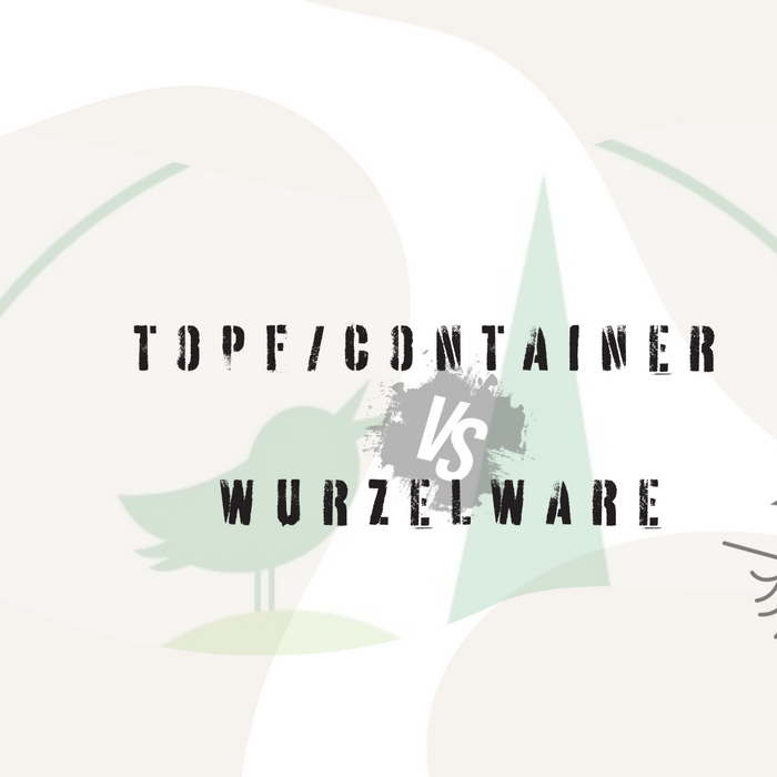 Vergleich von Topf-/Containerpflanze und Wurzelware