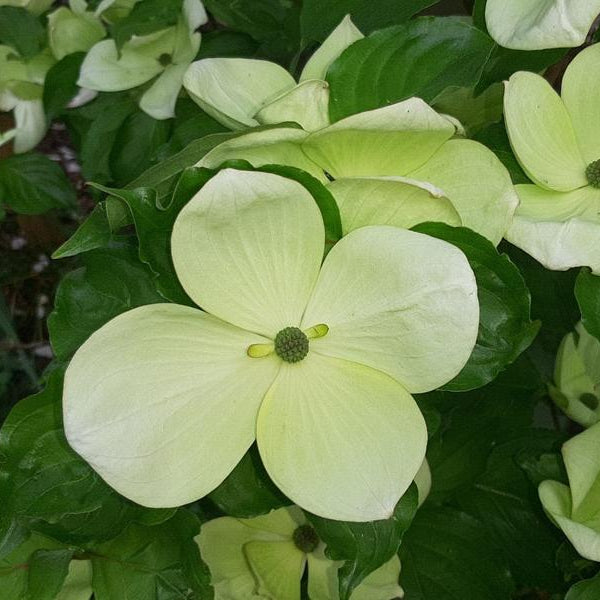 weiße Blüte des Chinesischen Blumenhartriegels mit grünen Blättern