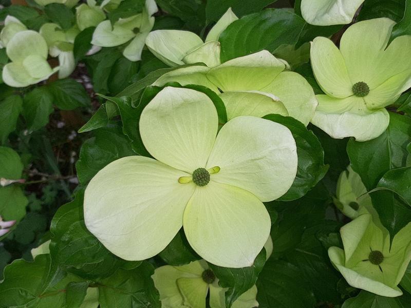 weiße Blüte des Chinesischen Blumenhartriegels mit grünen Blättern