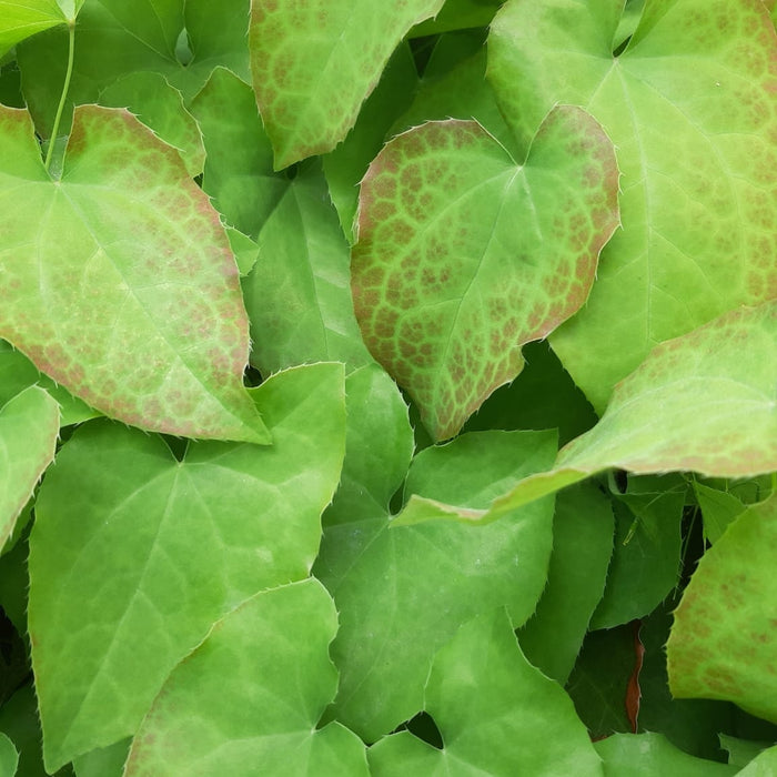 Immergrüne Elfenblume: Der pflegeleichte Bodendecker für Schattenlagen