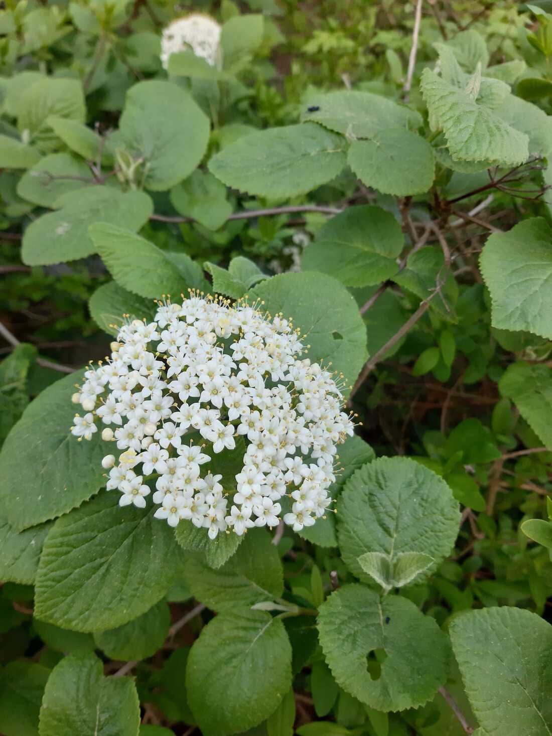 Weiße Blüten und grüne Blätter des wolligen Schneeballs in naturgarten