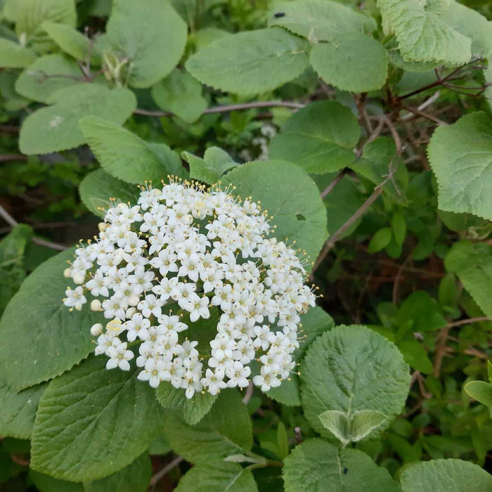 Weiße Blüten und grüne Blätter des wolligen Schneeballs in naturgarten