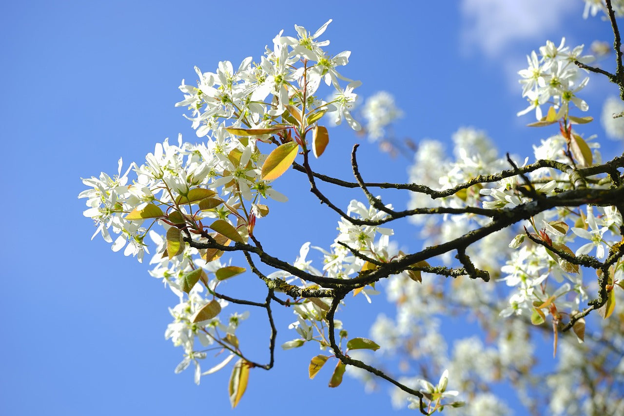 Weiße Blüten der Felsenbirne vor blauem Himmel