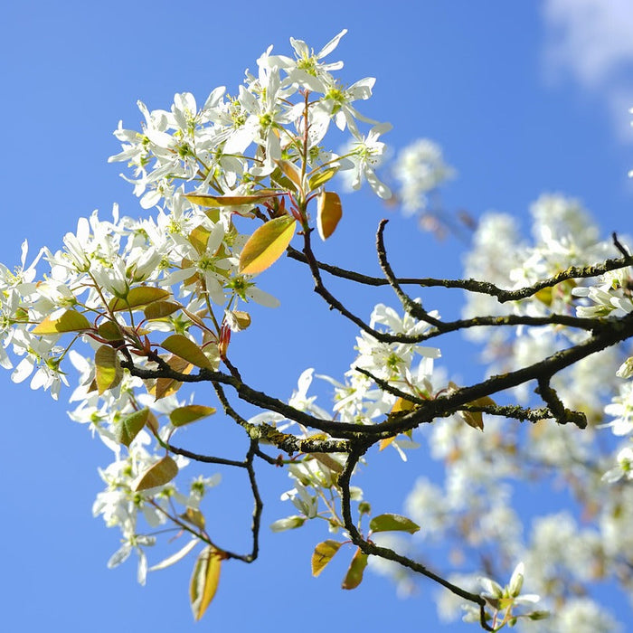 Weiße Blüten der Felsenbirne vor blauem Himmel
