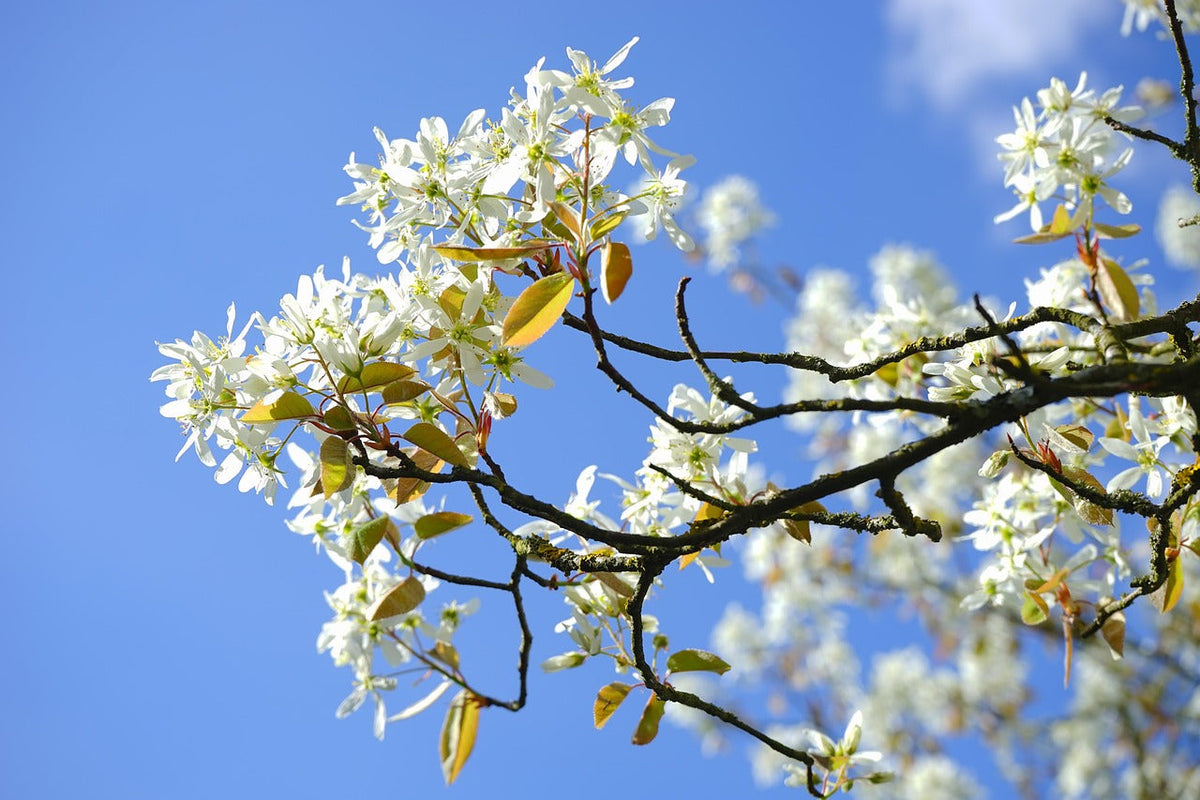 Weiße Blüten der Felsenbirne vor blauem Himmel