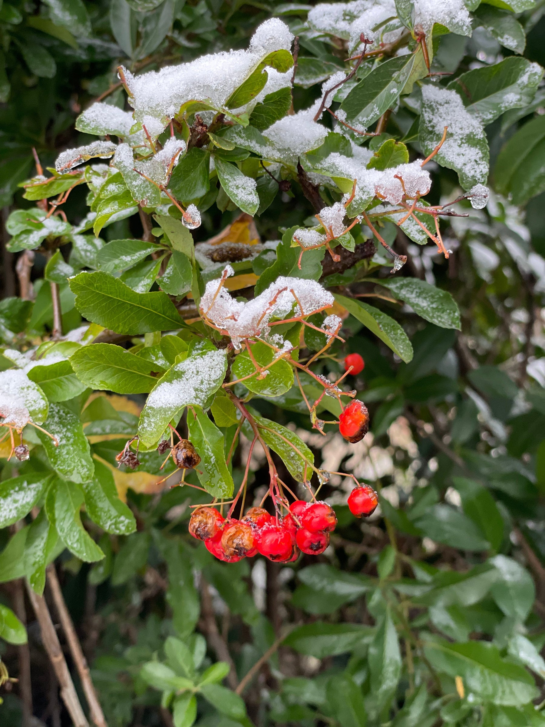 rote Beeren an einem Zweig mit Schnee